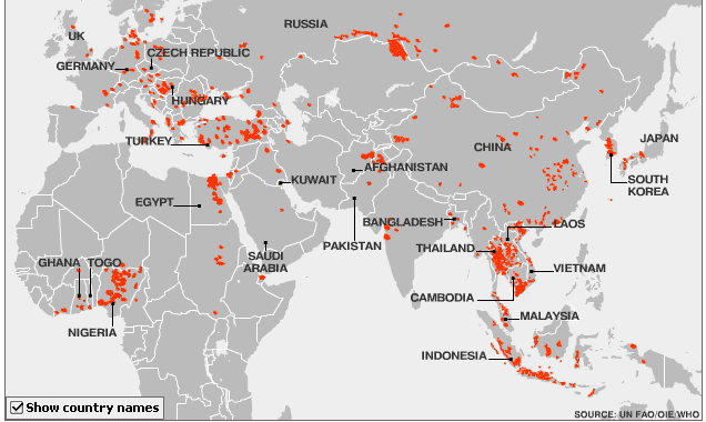 Patchy h5n1 outbreak map.