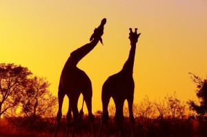http://www.flickr.com/photos/arnolouise/3202569865/