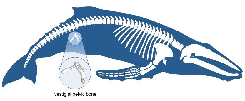 Skeleton of a whale, with an arrow labelling the vestigial pelvic bone.