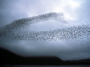Photograph of a starling murmuration — a dense flock of thousands of birds forming a single looping shape against a grey sky