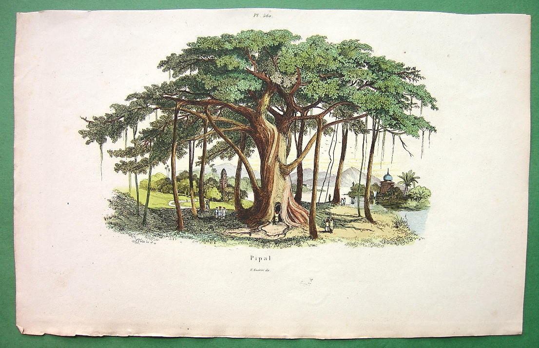 Banyan tree via