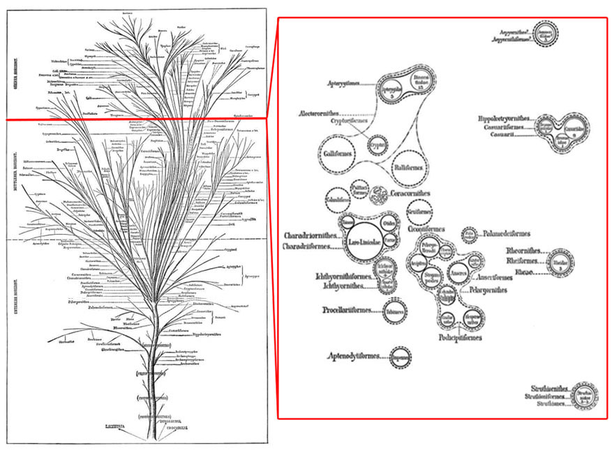 Fürbringer’s Illustration of Bird Evolution, 1888